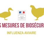 [Influenza aviaire] Passage en risque élevé