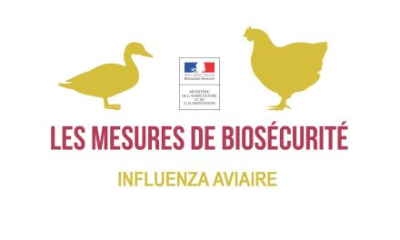 [Influenza aviaire] Passage en risque élevé