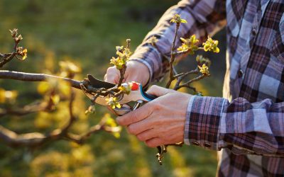 [Agriculture] Demande d’indemnisation sur les pertes de récoltes arboricultures