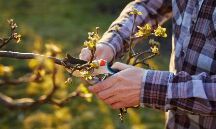 [Agriculture] Demande d’indemnisation sur les pertes de récoltes arboricultures