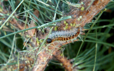 [ANIMAUX] Alerte aux chenilles processionnaires